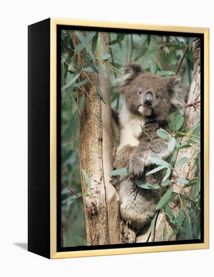 Koala Bear, Phascolarctos Cinereus, Among Eucalypt Leaves, South Australia, Australia-Ann & Steve Toon-Framed Premier Image Canvas
