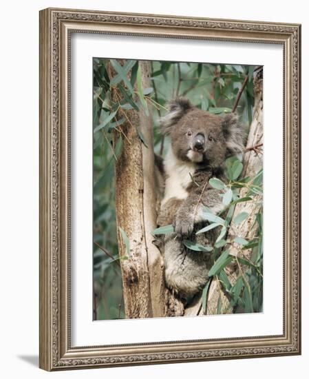 Koala Bear, Phascolarctos Cinereus, Among Eucalypt Leaves, South Australia, Australia-Ann & Steve Toon-Framed Photographic Print