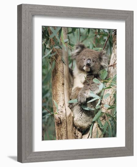 Koala Bear, Phascolarctos Cinereus, Among Eucalypt Leaves, South Australia, Australia-Ann & Steve Toon-Framed Photographic Print