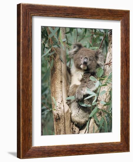 Koala Bear, Phascolarctos Cinereus, Among Eucalypt Leaves, South Australia, Australia-Ann & Steve Toon-Framed Photographic Print