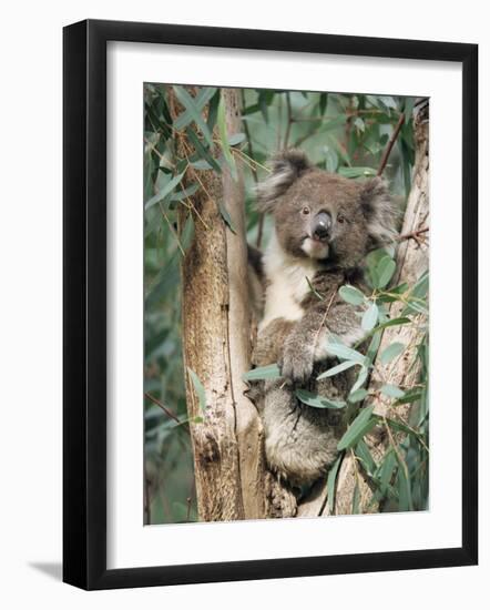 Koala Bear, Phascolarctos Cinereus, Among Eucalypt Leaves, South Australia, Australia-Ann & Steve Toon-Framed Photographic Print