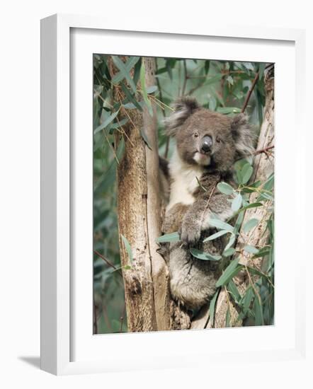 Koala Bear, Phascolarctos Cinereus, Among Eucalypt Leaves, South Australia, Australia-Ann & Steve Toon-Framed Photographic Print