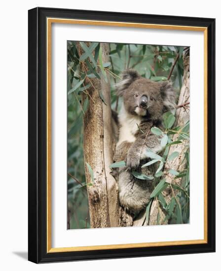 Koala Bear, Phascolarctos Cinereus, Among Eucalypt Leaves, South Australia, Australia-Ann & Steve Toon-Framed Photographic Print