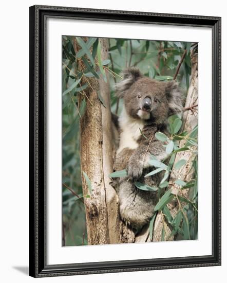 Koala Bear, Phascolarctos Cinereus, Among Eucalypt Leaves, South Australia, Australia-Ann & Steve Toon-Framed Photographic Print