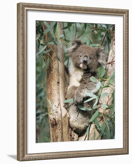 Koala Bear, Phascolarctos Cinereus, Among Eucalypt Leaves, South Australia, Australia-Ann & Steve Toon-Framed Photographic Print