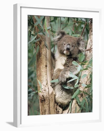 Koala Bear, Phascolarctos Cinereus, Among Eucalypt Leaves, South Australia, Australia-Ann & Steve Toon-Framed Photographic Print