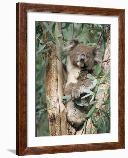 Koala Bear, Phascolarctos Cinereus, Among Eucalypt Leaves, South Australia, Australia-Ann & Steve Toon-Framed Photographic Print