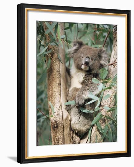 Koala Bear, Phascolarctos Cinereus, Among Eucalypt Leaves, South Australia, Australia-Ann & Steve Toon-Framed Photographic Print