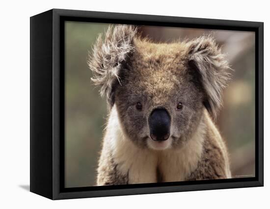 Koala Bear (Phascolarctos Cinereus), Phillip Island, Victoria, Australia, Pacific-James Hager-Framed Premier Image Canvas
