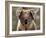 Koala Bear (Phascolarctos Cinereus), Phillip Island, Victoria, Australia, Pacific-James Hager-Framed Photographic Print