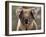 Koala Bear (Phascolarctos Cinereus), Phillip Island, Victoria, Australia, Pacific-James Hager-Framed Photographic Print