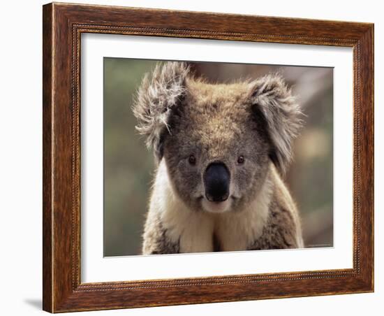 Koala Bear (Phascolarctos Cinereus), Phillip Island, Victoria, Australia, Pacific-James Hager-Framed Photographic Print