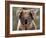 Koala Bear (Phascolarctos Cinereus), Phillip Island, Victoria, Australia, Pacific-James Hager-Framed Photographic Print