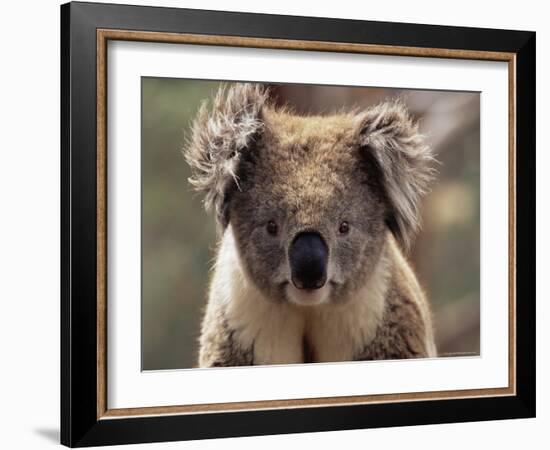 Koala Bear (Phascolarctos Cinereus), Phillip Island, Victoria, Australia, Pacific-James Hager-Framed Photographic Print