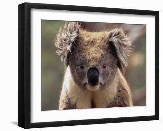 Koala Bear (Phascolarctos Cinereus), Phillip Island, Victoria, Australia, Pacific-James Hager-Framed Photographic Print