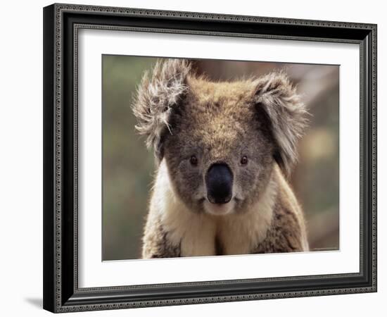 Koala Bear (Phascolarctos Cinereus), Phillip Island, Victoria, Australia, Pacific-James Hager-Framed Photographic Print