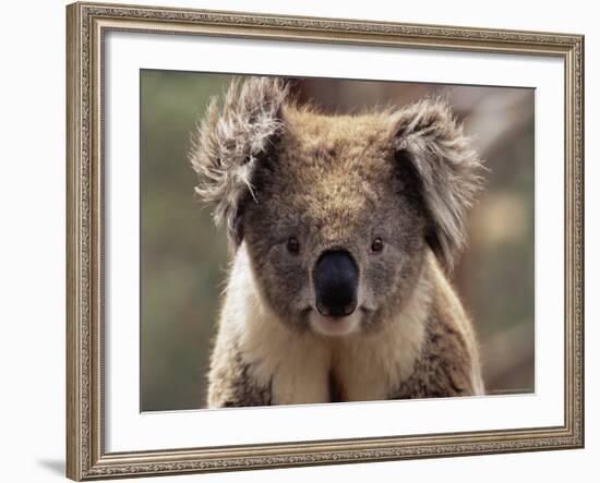 Koala Bear (Phascolarctos Cinereus), Phillip Island, Victoria, Australia, Pacific-James Hager-Framed Photographic Print