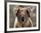 Koala Bear (Phascolarctos Cinereus), Phillip Island, Victoria, Australia, Pacific-James Hager-Framed Photographic Print