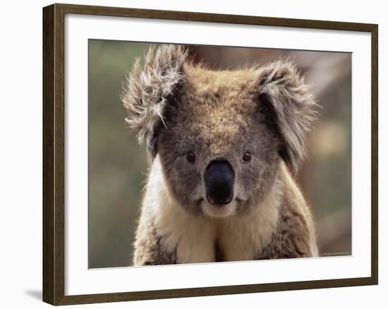 Koala Bear (Phascolarctos Cinereus), Phillip Island, Victoria, Australia, Pacific-James Hager-Framed Photographic Print