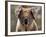 Koala Bear (Phascolarctos Cinereus), Phillip Island, Victoria, Australia, Pacific-James Hager-Framed Photographic Print