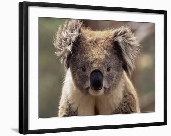 Koala Bear (Phascolarctos Cinereus), Phillip Island, Victoria, Australia, Pacific-James Hager-Framed Photographic Print