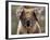 Koala Bear (Phascolarctos Cinereus), Phillip Island, Victoria, Australia, Pacific-James Hager-Framed Photographic Print