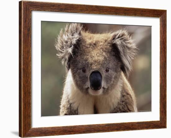 Koala Bear (Phascolarctos Cinereus), Phillip Island, Victoria, Australia, Pacific-James Hager-Framed Photographic Print