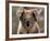 Koala Bear (Phascolarctos Cinereus), Phillip Island, Victoria, Australia, Pacific-James Hager-Framed Photographic Print