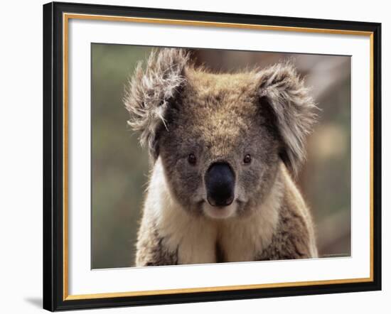 Koala Bear (Phascolarctos Cinereus), Phillip Island, Victoria, Australia, Pacific-James Hager-Framed Photographic Print