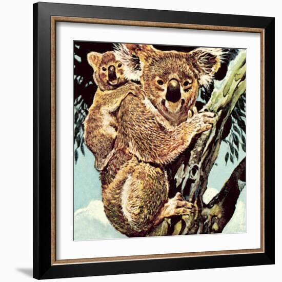 Koala Bear-English School-Framed Giclee Print