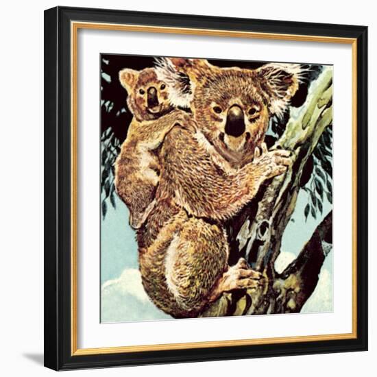 Koala Bear-English School-Framed Giclee Print