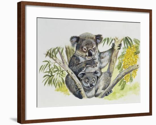 Koala Doe (Phascolarctos Cinereus) with Joey, Phascolarctidae-null-Framed Giclee Print