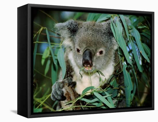 Koala Eating, Rockhampton, Queensland, Australia-Cindy Miller Hopkins-Framed Premier Image Canvas