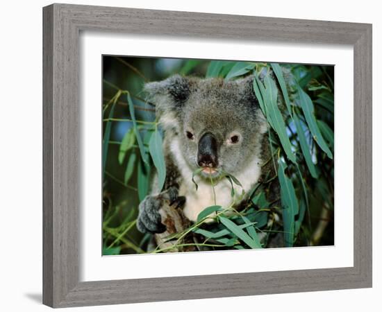 Koala Eating, Rockhampton, Queensland, Australia-Cindy Miller Hopkins-Framed Photographic Print