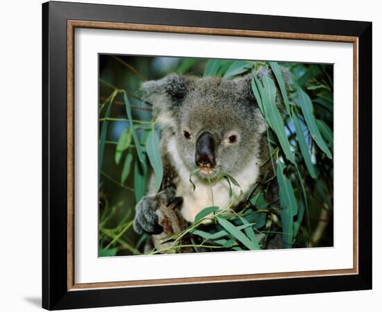 Koala Eating, Rockhampton, Queensland, Australia-Cindy Miller Hopkins-Framed Photographic Print