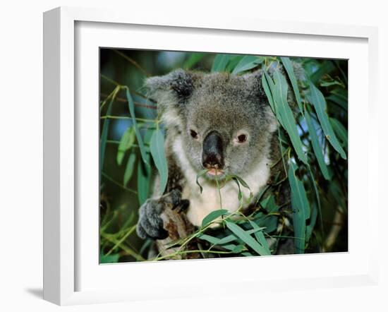 Koala Eating, Rockhampton, Queensland, Australia-Cindy Miller Hopkins-Framed Photographic Print