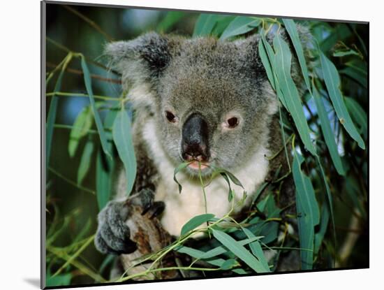 Koala Eating, Rockhampton, Queensland, Australia-Cindy Miller Hopkins-Mounted Photographic Print
