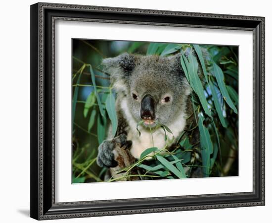 Koala Eating, Rockhampton, Queensland, Australia-Cindy Miller Hopkins-Framed Photographic Print