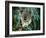 Koala Eating, Rockhampton, Queensland, Australia-Cindy Miller Hopkins-Framed Photographic Print