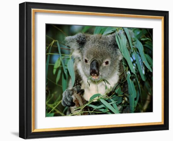 Koala Eating, Rockhampton, Queensland, Australia-Cindy Miller Hopkins-Framed Photographic Print