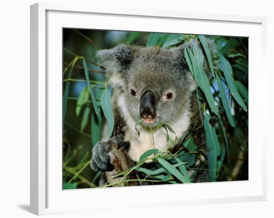 Koala Eating, Rockhampton, Queensland, Australia-Cindy Miller Hopkins-Framed Photographic Print