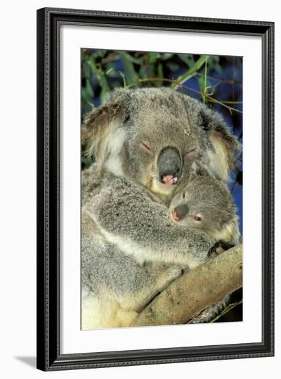 Koala Female and Young in Tree-null-Framed Photographic Print