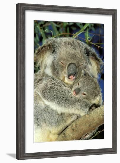 Koala Female and Young in Tree-null-Framed Photographic Print