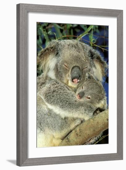 Koala Female and Young in Tree-null-Framed Photographic Print