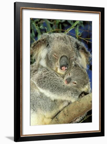 Koala Female and Young in Tree-null-Framed Photographic Print