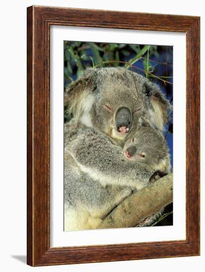 Koala Female and Young in Tree-null-Framed Photographic Print