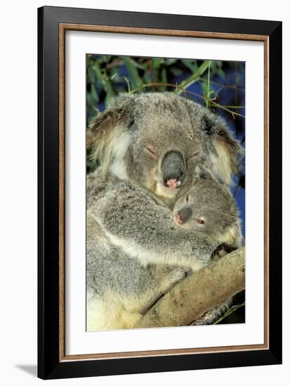 Koala Female and Young in Tree-null-Framed Photographic Print