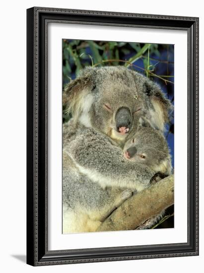 Koala Female and Young in Tree-null-Framed Photographic Print