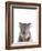 Koala Friend-Marco Simoni-Framed Giclee Print