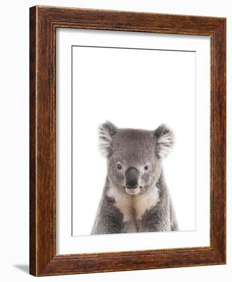 Koala Friend-Marco Simoni-Framed Giclee Print